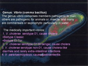 Genus Vibrio comma bacillus The genus vibrio comprises