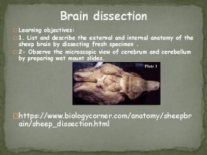 Brain dissection Learning objectives 1 List and describe