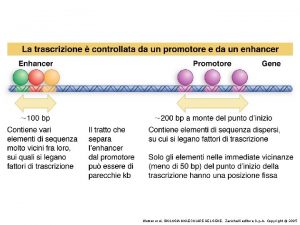 Watson et al BIOLOGIA MOLECOLARE DEL GENE Zanichelli