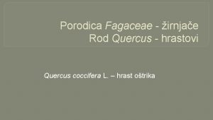 Porodica Fagaceae irnjae Rod Quercus hrastovi Quercus coccifera