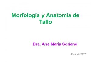 Morfologa y Anatoma de Tallo Dra Ana Mara