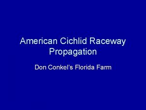 American Cichlid Raceway Propagation Don Conkels Florida Farm