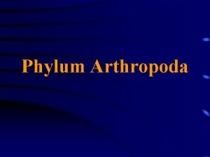 Phylum Arthropoda Arthropod Classifications Four main lines which