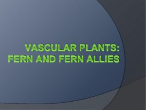 VASCULAR PLANTS FERN AND FERN ALLIES Tracheophytes The