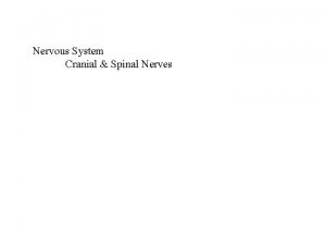 Nervous System Cranial Spinal Nerves I II IV