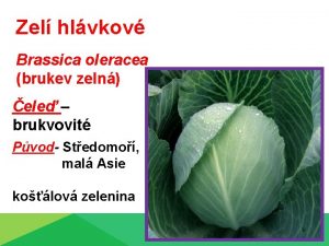 Zel hlvkov Brassica oleracea brukev zeln ele brukvovit