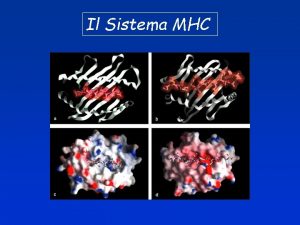 Il Sistema MHC Il Sistema MHC Major Histocompatibility