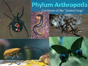 Phylum Arthropoda Creatures of the Jointed Legs Phylum