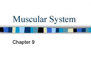 Muscular System Chapter 9 3 types of muscular