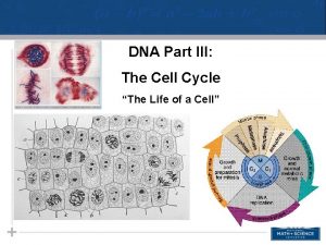 DNA Part III The Cell Cycle The Life