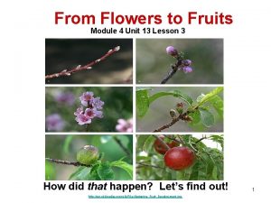 From Flowers to Fruits Module 4 Unit 13