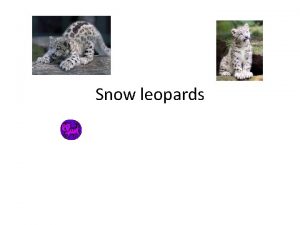 Snow leopards Predators The main predators of snow