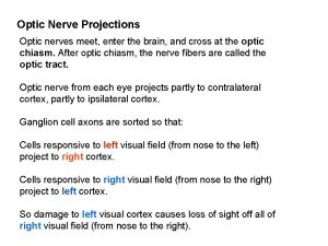 Optic Nerve Projections Optic nerves meet enter the