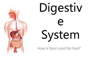 Digestiv e System How is food used for