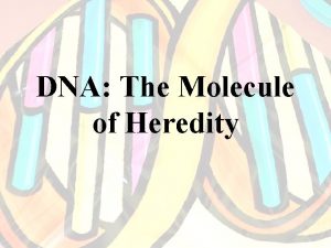 DNA The Molecule of Heredity DNA Structure Deoxyribonucleic
