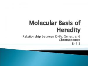 Molecular Basis of Heredity Relationship between DNA Genes