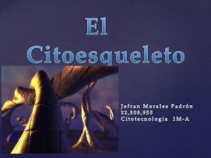 El citoesqueleto es un entramado tridimensional de Protenas