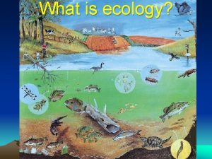 What is ecology Ecology Ecology scientific study of