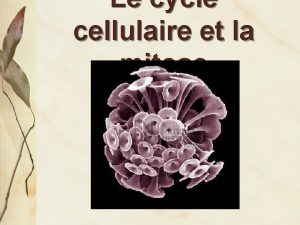 Le cycle cellulaire et la mitose Boulengerula taitanus