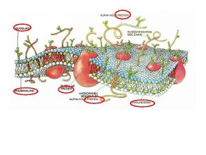 The Working Cell Cells workby Moving substance into