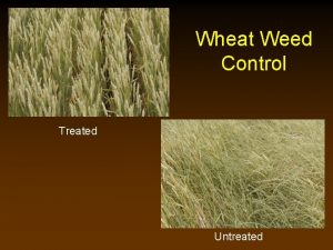 Wheat Weed Control Treated Untreated Controlling Broadleaf Weeds