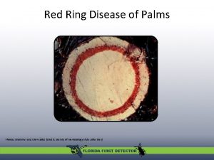 Red Ring Disease of Palms Photos Brammer and