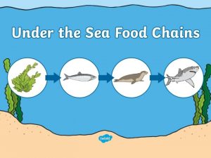 Aim I can describe food chains to show