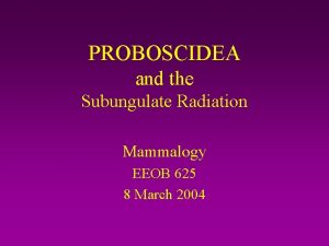 PROBOSCIDEA and the Subungulate Radiation Mammalogy EEOB 625