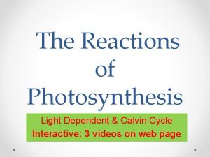The Reactions of Photosynthesis Light Dependent Calvin Cycle