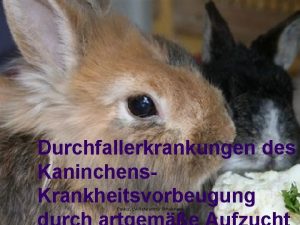 Durchfallerkrankungen des Kaninchens Krankheitsvorbeugung Paulus LVReferent fr Schulungen