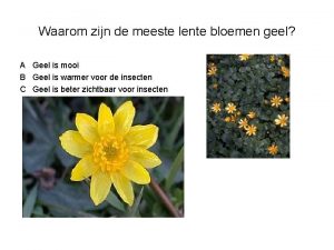 Waarom zijn de meeste lente bloemen geel A