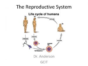 The Reproductive System Dr Anderson GCIT Asexual vs