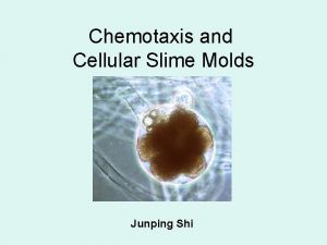 Chemotaxis and Cellular Slime Molds Junping Shi Basic