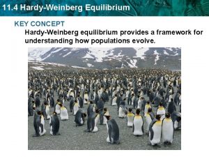 11 4 HardyWeinberg Equilibrium KEY CONCEPT HardyWeinberg equilibrium