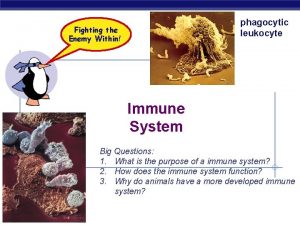 phagocytic leukocyte Fighting the Enemy Within Immune System