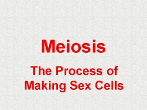 Meiosis The Process of Making Sex Cells Sexual