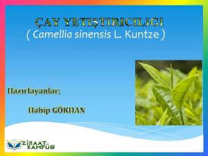 Camellia sinensis L Kuntze Hazrlayanlar Habip GKHAN ayn