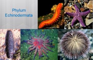 Phylum Echinodermata 1 2 Echinoderms Name means spiny