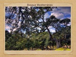 Bosque Mediterrneo ECOSISTEMAS TERRESTRES Se ven determinados por