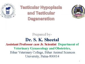 Testicular Hypoplasia and Testicular Degeneration Prepared by Dr