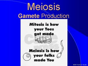 Meiosis Gamete Production 2000 Timothy G Standish MEIOSIS