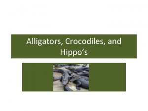Alligators Crocodiles and Hippos Crocodilians Alligators caimans crocodiles