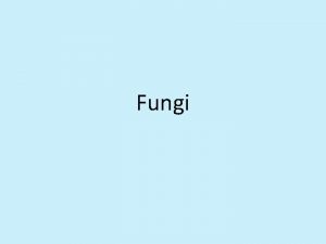 Fungi Fungi Cheese bread mushroom Characteristics of fungi