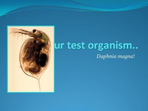 About your test organism Daphnia magna About Daphnia