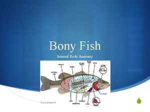 Bony Fish Internal Body Anatomy S Internal Parts