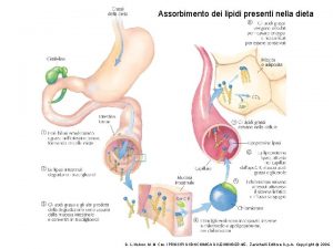 Assorbimento dei lipidi presenti nella dieta D L