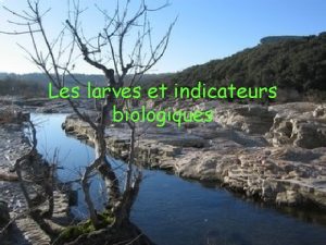 Les larves et indicateurs biologiques Sommaire I Les