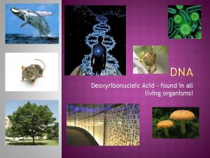 Deoxyribonucleic Acid found in all living organisms Found