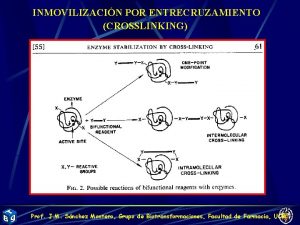 INMOVILIZACIN POR ENTRECRUZAMIENTO CROSSLINKING Prof J M Snchez