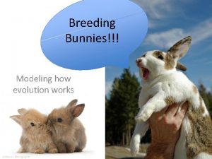 Breeding Bunnies Modeling how evolution works Catalyst How